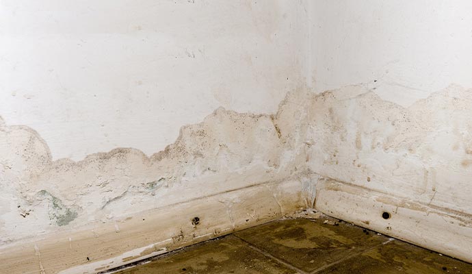 Mold growth on basement wall