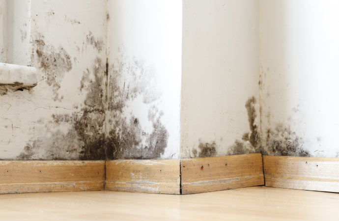 Mold spreading on a wall surface